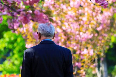 Yaşlı gri saçlı adam çiçek açan Japon kiraz arasında sokakta yürürken, sakura