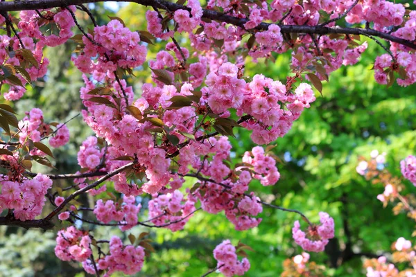 Cereja japonesa, árvore sakura com flores rosa delicadas floresce na primavera no parque da cidade em um fundo verde — Fotografia de Stock