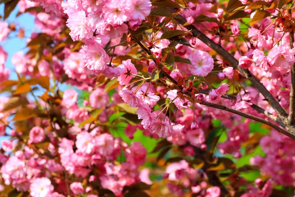 Japanische Kirsche, Sakura-Baum mit schönen zartrosa Blüten blüht im Frühling im Stadtpark — Stockfoto