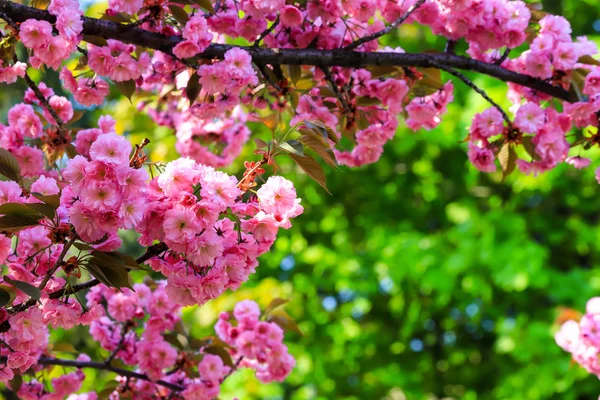 Японська вишня, Сакура дерево з ажурними рожевими квітами розквітає навесні в міському парку на зеленому фоні — стокове фото
