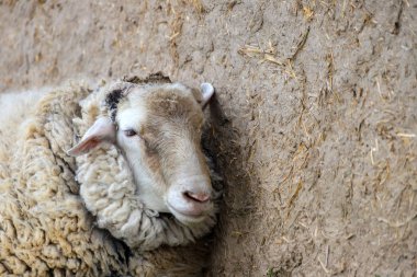 White sheep stands in a stable on a farm, spring and summer rural view, Breeding cattle