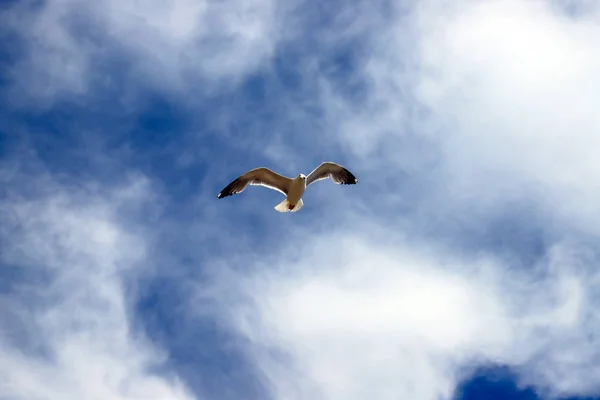 Beautiful white sea gull soars against the blue sky in clouds. Seagull in flight