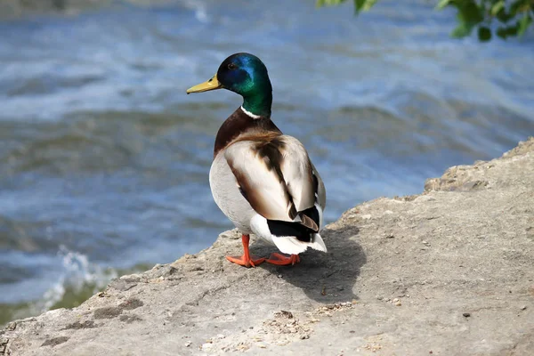 Beau canard debout sur la rive du lac. Viande de canard, nourriture. Chasse aux oiseaux. Volaille, ferme dans le village. Oiseaux aquatiques — Photo