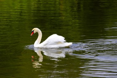 Güzel beyaz kuğu park Uman, Ukrayna suda yüzer. İlkbahar, yaz, sonbahar aylarında parkta Göl