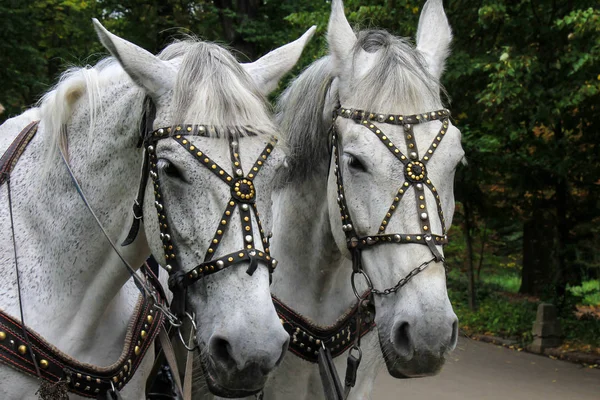 Uman, Ukrayna'da bir parkta bir koşum standında güzel gri atlar. At kafaları.