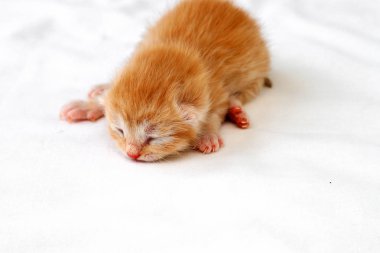 Kapalı gözleri ile Kırmızı küçük yenidoğan kabarık kedi yavrusu yatıyor ve beyaz bir arka plan üzerinde uyur. Hayvan yavruları, doğumdan birkaç gün sonra, büyüleyici güzel kürklü Pers kedisi