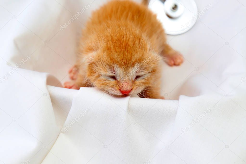 Red little newborn fluffy kitten with closed eyes lies on a white background in the basket . Animal cubs, a few days from birth, a charming beautiful Persian cat