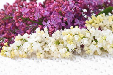 Güzel bahar beyazı ve leylak çiçekleri, romantik bahar tatili geçmişi. Beyaz arka planda hoş kokulu leylak dalı, yakın plan. Şırınga