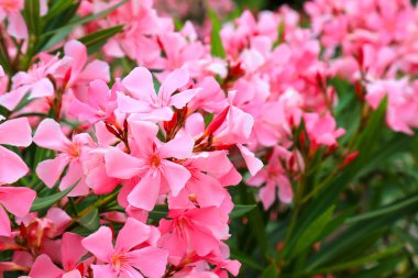 İlkbaharda açan pembe zakkum çiçekleri, Nerium zakkum. Cornel Apocynaceae ailesinden küçük bir ağaç, bahçe bitkisi. Pembe yaz zakkum arka planı