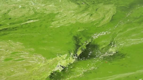 Inquinamento Globale Dell Ambiente Delle Acque Acqua Verde Sporca Fioritura — Video Stock