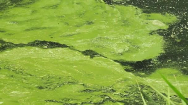 環境と水の地球規模の汚染 汚れた緑色の水 植物プランクトンの繁殖 貧しい生態系の藻類 — ストック動画