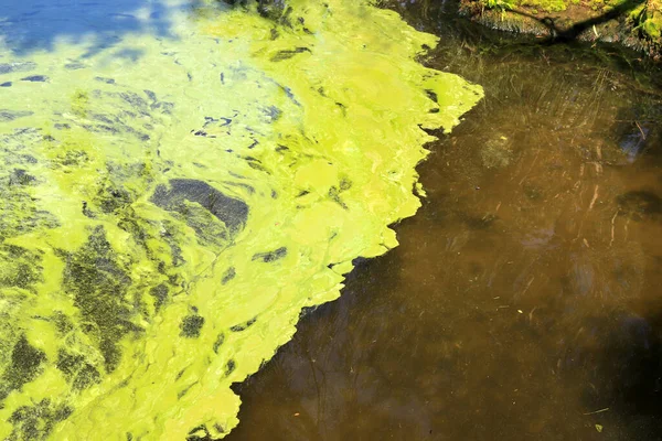 Wereldwijde Vervuiling Van Het Milieu Waterlichamen Vuil Groen Water Bloei — Stockfoto