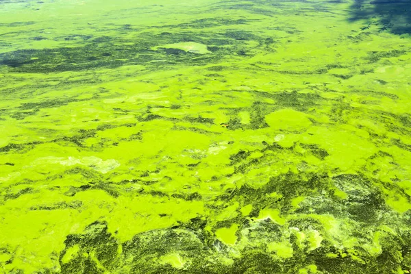 Wereldwijde Vervuiling Van Het Milieu Waterlichamen Vuil Groen Water Bloei — Stockfoto