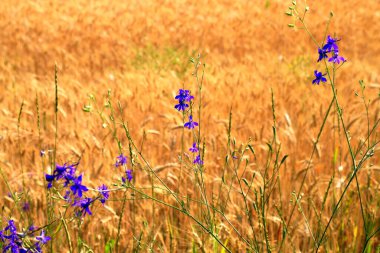 Mavi kır çiçekleri sarı bir tarlada olgunlaşmış altın buğday başaklarının arka planında çiçek açarlar. Yakın plan doğa. Zengin yaz hasadı, tarım, gıda için tarım endüstrisi.