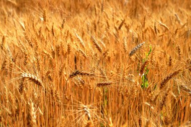 Tarlanın sarı zeminine karşı olgunlaşmış büyük altın buğday kulakları. Yakın plan doğa. Zengin bir yaz hasadı fikri.