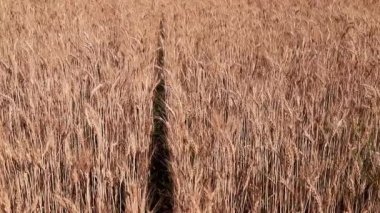 Olgun altın kulaklar sarı bir tarlaya karşı rüzgarda sallanıyor. Zengin bir yaz mahsulü fikri, yiyecek tarımı.