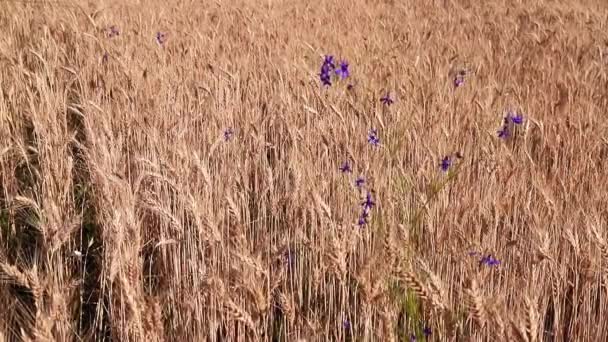 黄色のフィールドに対して風の中で小麦の揺れの大きな黄金の耳を熟す 豊かな夏の作物 食料のための農業のアイデア — ストック動画