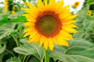 Büyük sarı ayçiçeği çiçekleri bir çiftlik tarlasında çiçek açtı. Arılar sıcak bir yaz gününde polen toplarlar. Tarım endüstrisi, ayçiçeği yağı üretimi, bal.