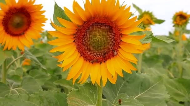 農場の畑には大きな黄色いひまわりが咲いていました ミツバチは暑い夏の日に花粉を集める ひまわり油の生産 — ストック動画