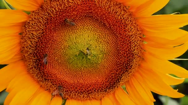 Farmě Kvetly Velké Žluté Slunečnicové Květy Včely Sbírají Pyl Horkém — Stock video