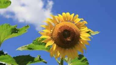 Büyük sarı ayçiçekleri bir çiftlik tarlasında çiçek açıyor. Arılar bulutlu bir yaz gününde çiçeklerde polen toplarlar. Tarım endüstrisi, ayçiçeği yağı üretimi, bal.