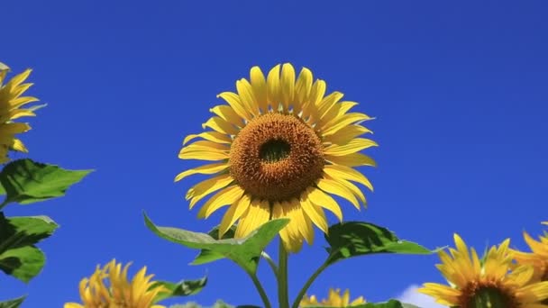 Farmě Kvetou Velké Žluté Slunečnice Včely Sbírají Pyly Květinách Horkém — Stock video