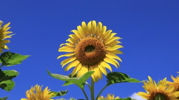 大きな美しい黄色のひまわりが畑に咲いています ミツバチは暑い夏の日に花に花粉を集めます ひまわり油の生産 — ストック動画