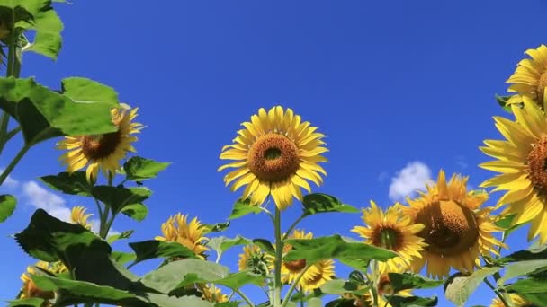 大きな美しい黄色のひまわりが畑に咲いています ミツバチは暑い夏の日に花に花粉を集めます ひまわり油の生産 — ストック動画