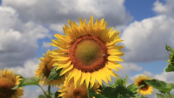 Velké Žluté Slunečnice Kvetly Farmě Poli Proti Modré Obloze Včely — Stock video