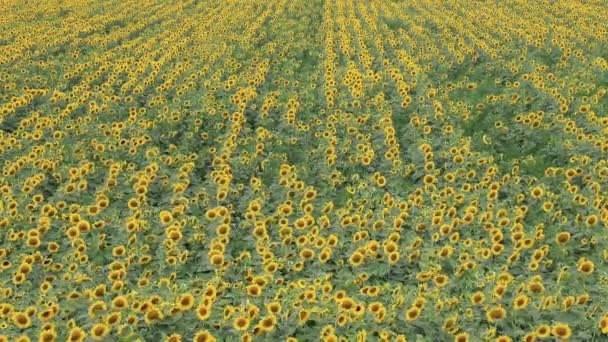 Een Groot Veld Van Mooie Gele Zonnebloemen Zwaait Wind Een — Stockvideo