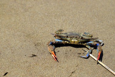 Büyük mavi bir yengeç, Callinectes sapidus, deniz kenarındaki kumun üzerinde oturur. Yengeç avı, gurme deniz ürünleri lezzeti, lezzetli yemekler..