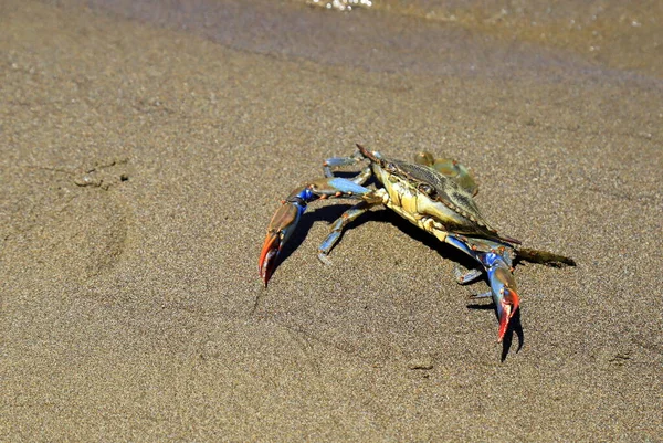 Velký Modrý Krab Callinectes Sapidus Velkými Drápy Sedí Písku Moře — Stock fotografie