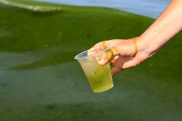 Global pollution of the environment and water bodies. A man collects dirty green water with algae into a glass. Water bloom, phytoplankton reproduction, algae in the sea, lake, river, poor ecology