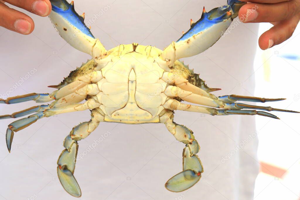 Woman holds a large blue crab, Callinectes sapidus, with big claws. Crab fishing, gourmet seafood delicacies, delicious food.