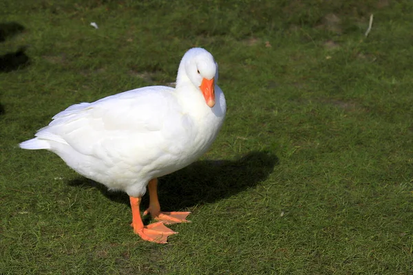 Geleneksel bir kaz çiftliğinde güzel bir beyaz kaz duruyor. Köydeki kümes hayvanları çiftliği. Su kuşu, kaz eti, yemek. Kuş avı.