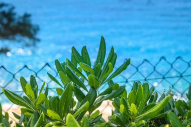 Santa Clotilde bahçelerde yaz. İspanya tatil. Tarihi Parklar.