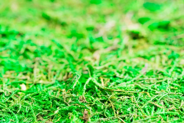 Bright Green Emerald Moss Background Space Text — Stock Photo, Image