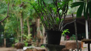 Tayland 'daki Khao Phang Manastırı' nda çekiç ve çan ayini yapan Budist keşişler - 4K yatay