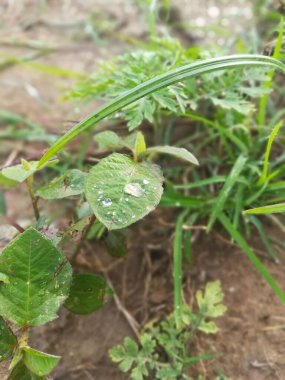 yeşil yapraklar, bitkiler ve yapraklar