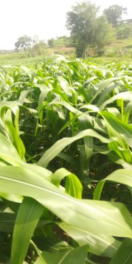 Sabah güneşli yeşil mısır tarlası