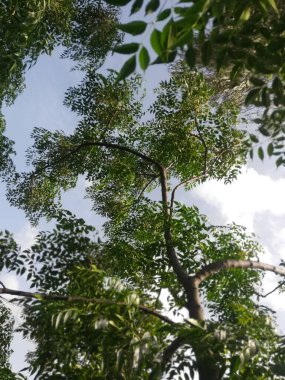 Ormanın güzel manzarası