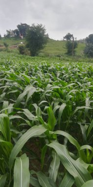 Sabah yeşil mısır tarlası