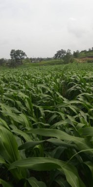 Sabah yeşil mısır tarlası