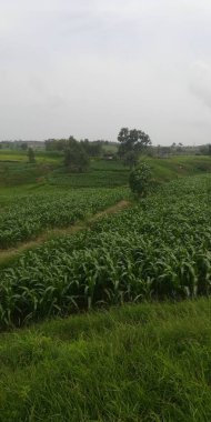 Kırsaldaki mısır tarlası