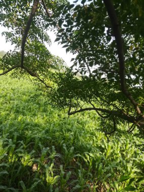 Ormanda yeşil ağaçlar