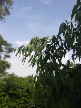 Bahçedeki yeşil ağaç