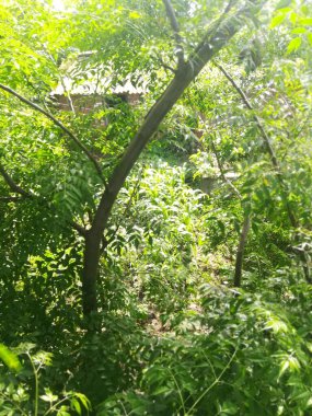 Ormanda yeşil ağaçlar.