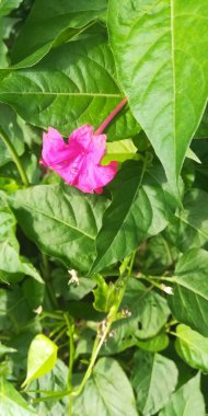 Bahçedeki güzel çiçekler