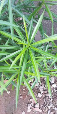 Bahçedeki yeşil çimenler