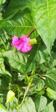 Bahçedeki pembe çiçekler